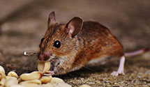 24 Hour & Emergency Exterminators in Blue Mounds, WI